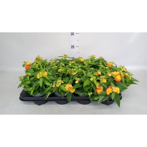 Lantana camara 'Simon Orange'