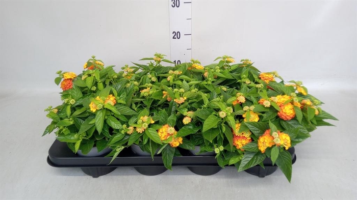 <h4>Lantana camara 'Simon Orange'</h4>
