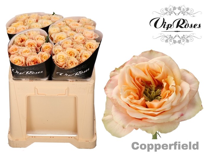 R GR COPPERF SUMMERH