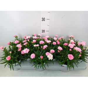 Dianthus  'I Love U'