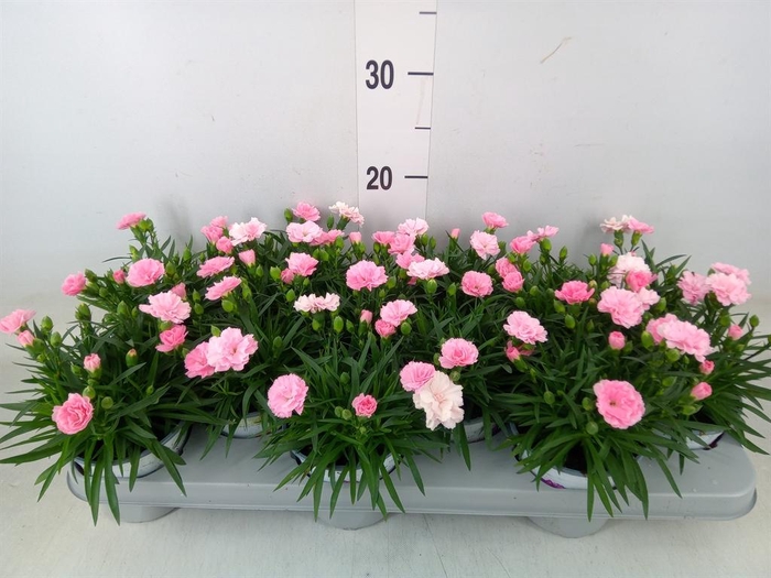 <h4>Dianthus  'I Love U'</h4>