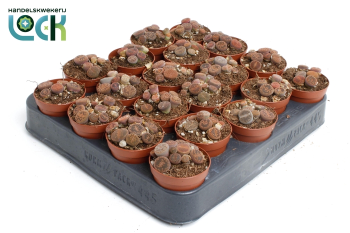 <h4>Lithops</h4>