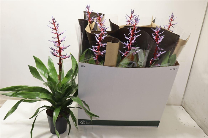 <h4>arr8 Aech Blue Rain</h4>