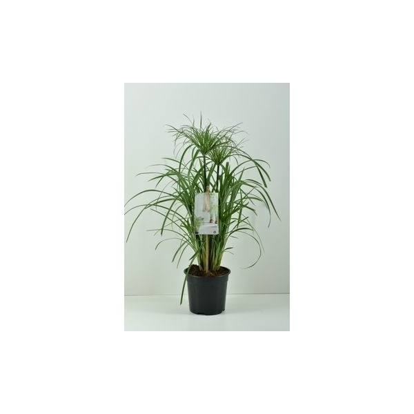 <h4>Cyperus papyrus 19 cm by Neervenplant</h4>