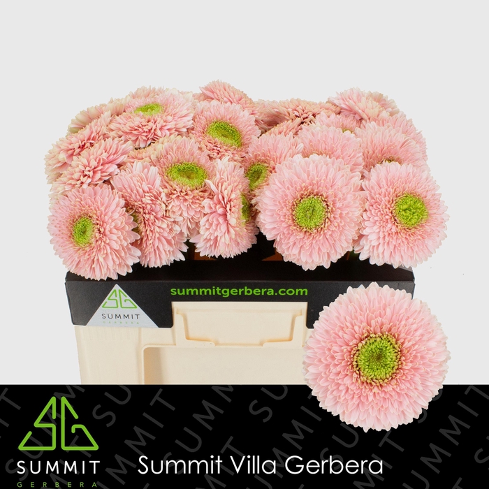 <h4>Gerbera Pomponi Himalia Water</h4>