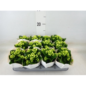 Kalanchoe blos. 'RosFlow Sia'