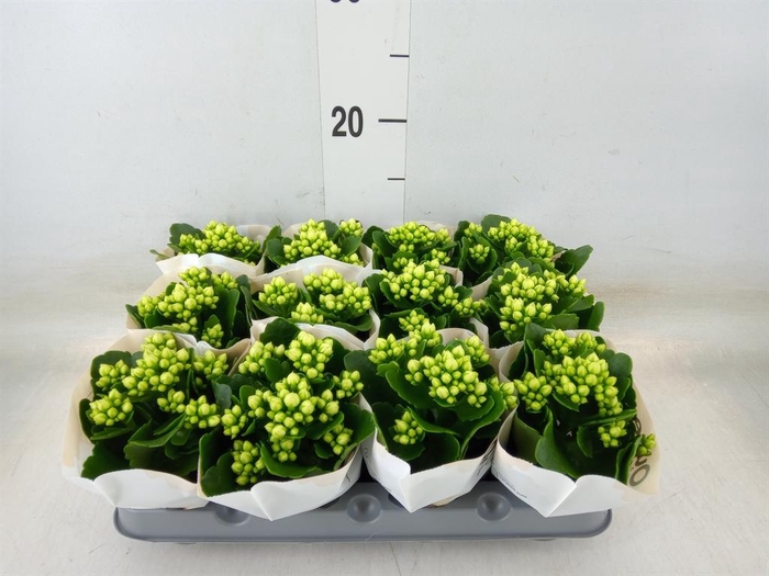 <h4>Kalanchoe blos. 'RosFlow Sia'</h4>