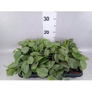 Scindapsus pictus 'Silvery Ann'