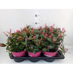 Photinia fraseri 'Little Fenna'