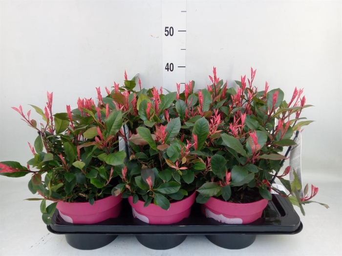 <h4>Photinia fraseri 'Little Fenna'</h4>