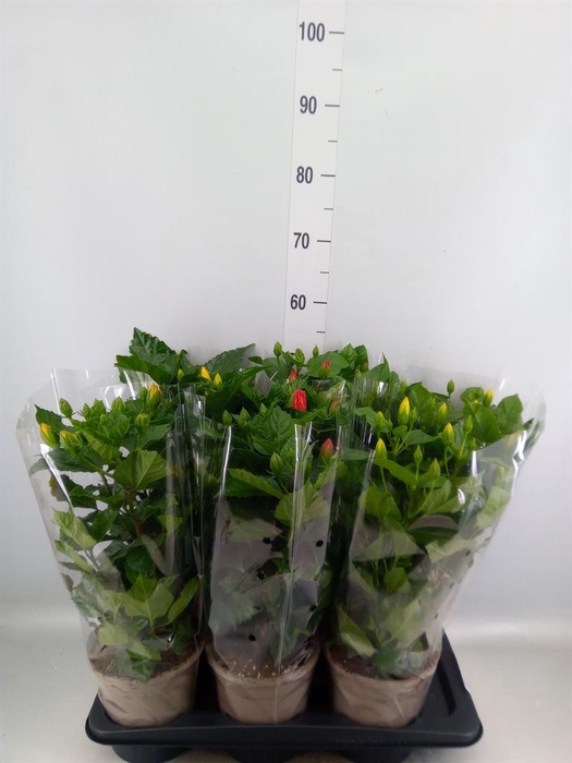 <h4>Hibiscus rosa-sin.   ...mix</h4>