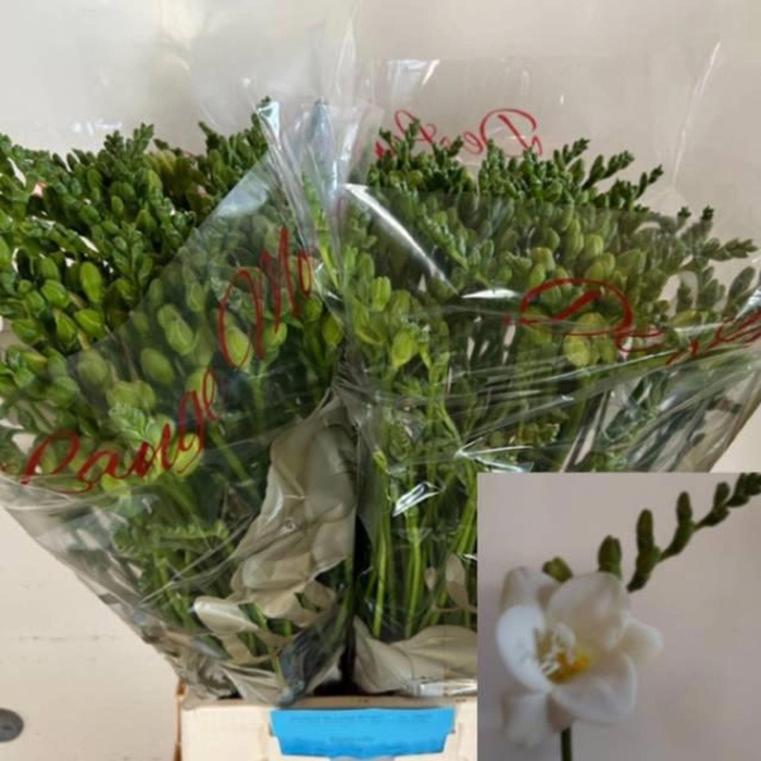 <h4>Freesia du Belleville</h4>