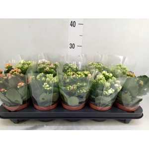 Kalanchoe blos.   ..rosebud mix  5