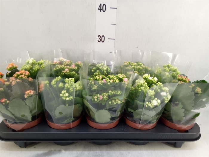 <h4>Kalanchoe blos.   ..rosebud mix  5</h4>