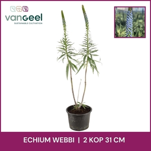 ECHIUM WEBBII