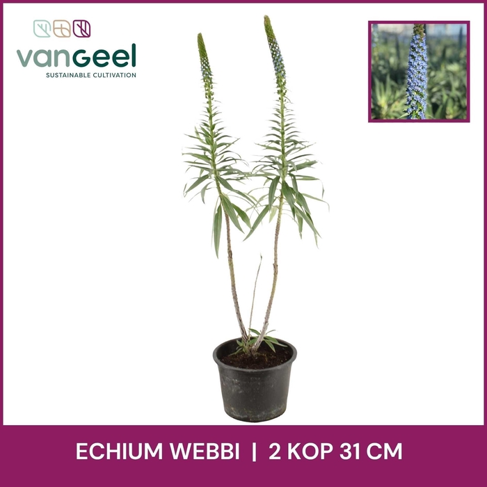 <h4>ECHIUM WEBBII</h4>