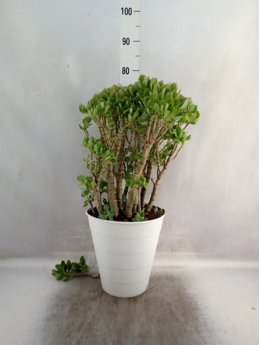 Crassula arborescens