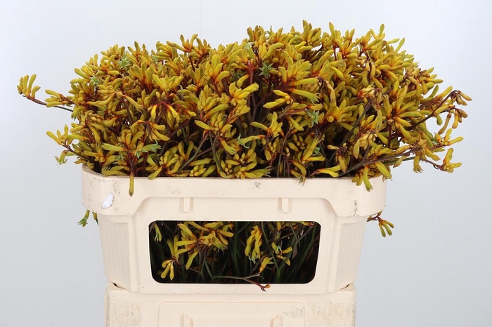 <h4>Anigoz Gold Fever</h4>