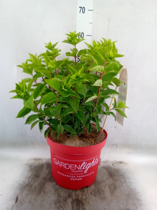 <h4>Hydrangea pan.</h4>