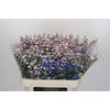 Aster Baby Pink Pearl