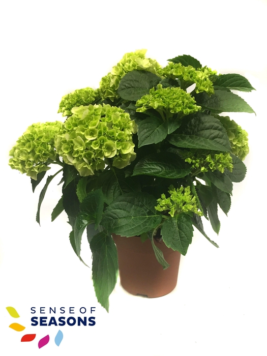 <h4>Hydrangea Crystal Palace wit 14 cm 5 kop rijp 2</h4>