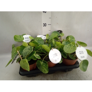 Pilea peperomoides