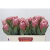 Protea Penny Pink