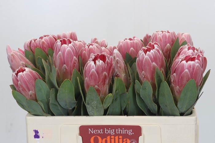 <h4>Protea Penny Pink</h4>