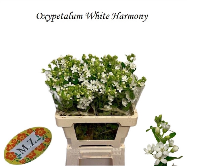 <h4>OXY CO PERF WHI HARM</h4>