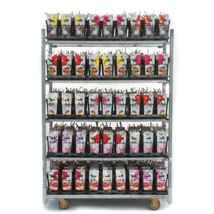 Urban Gardening Roses 3L