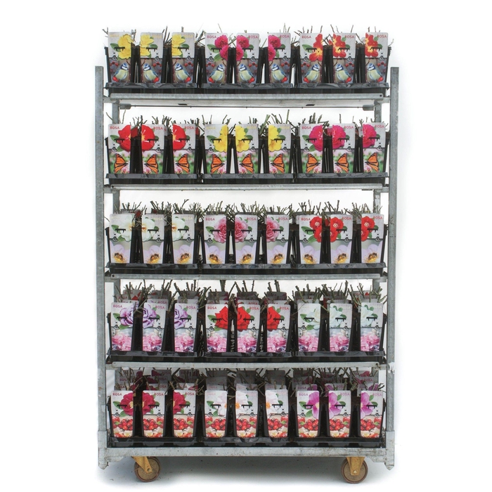 <h4>Urban Gardening Roses 3L</h4>