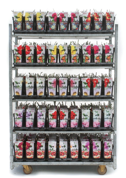 Urban Gardening Roses 3L