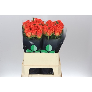 Rosa Gr Naranga