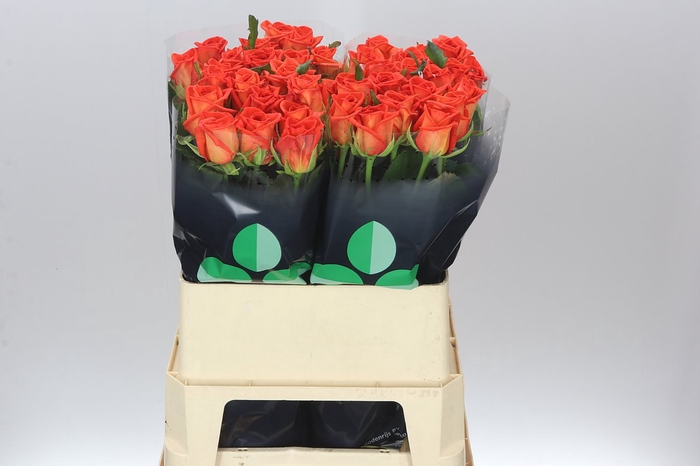 <h4>Rosa Gr Naranga</h4>