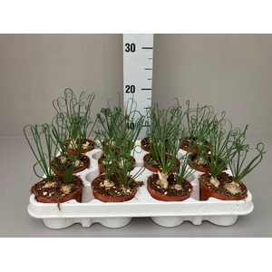 Albuca spirals Frizzle Sizzle