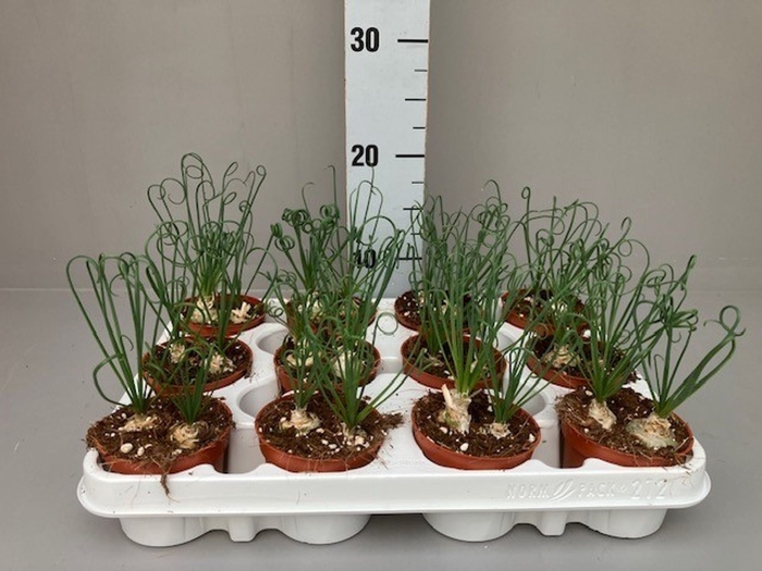 <h4>Albuca spirals Frizzle Sizzle</h4>
