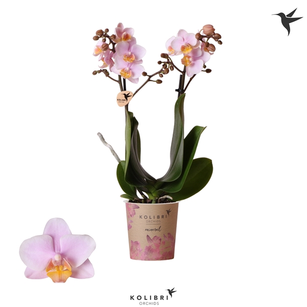 <h4>Kolibri Orchids Phalaenopsis Andorra 2 spike</h4>