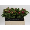 Paeonia Red Charm