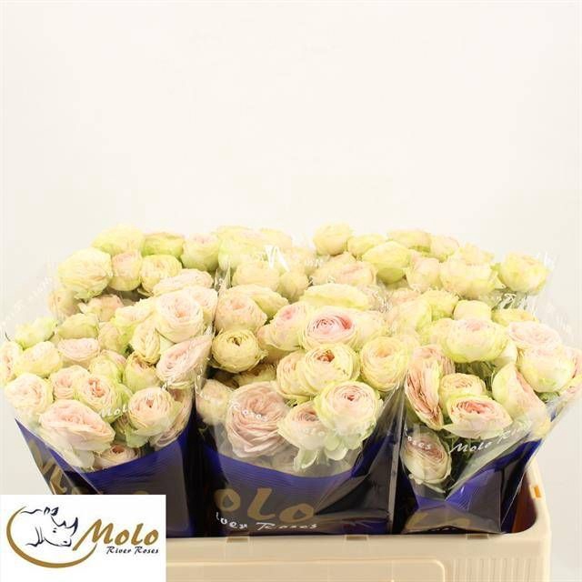<h4>R TR SWEET GISELLE!</h4>