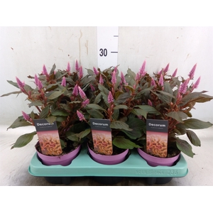 Celosia arg. SP 'Merida Pink'