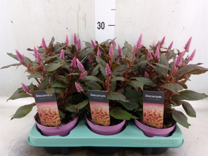 <h4>Celosia arg. SP 'Merida Pink'</h4>