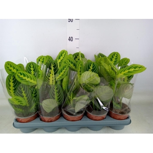 Maranta leuc. 'Lemon'