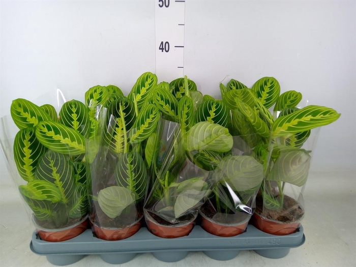 <h4>Maranta leuc. 'Lemon'</h4>