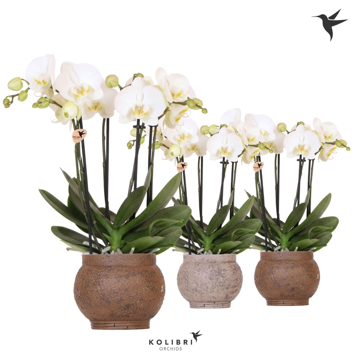 <h4>Kolibri Orchids Phalaenopsis Jewel Ghent 4 spike in Ancient pot brown mix</h4>