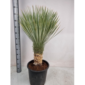 YUC ROSTRATA