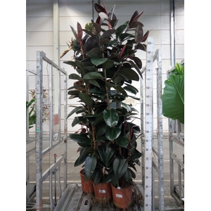 Ficus elastica 'Abidjan'