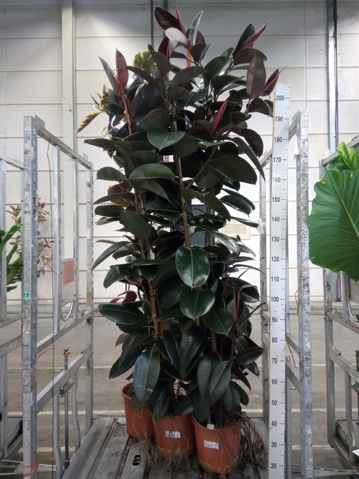 <h4>Ficus elastica 'Abidjan'</h4>