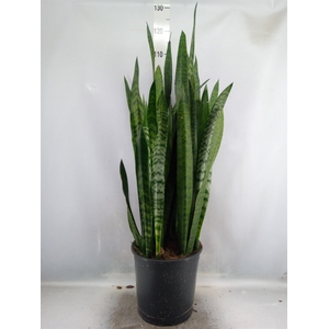 Sansevieria zeylanica