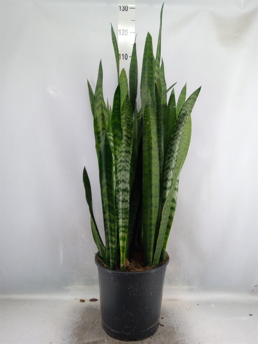 <h4>Sansevieria zeylanica</h4>