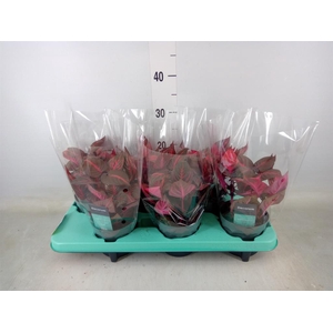 Iresine herbstii 'Rich Redstar'